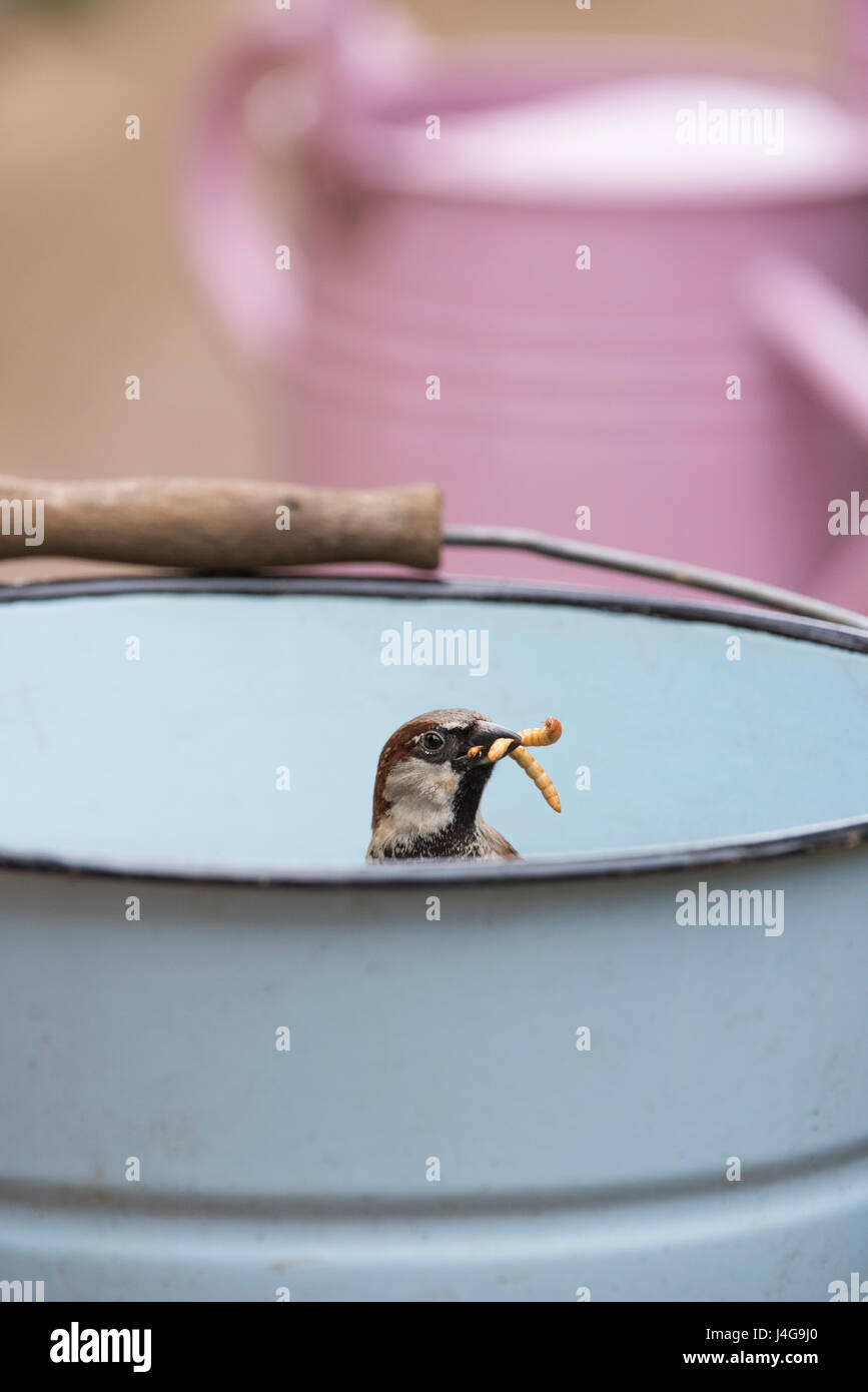 Passer Domesticus. Männlicher Haussperling in einen Eimer mit Mehlwürmer im Schnabel Stockfoto