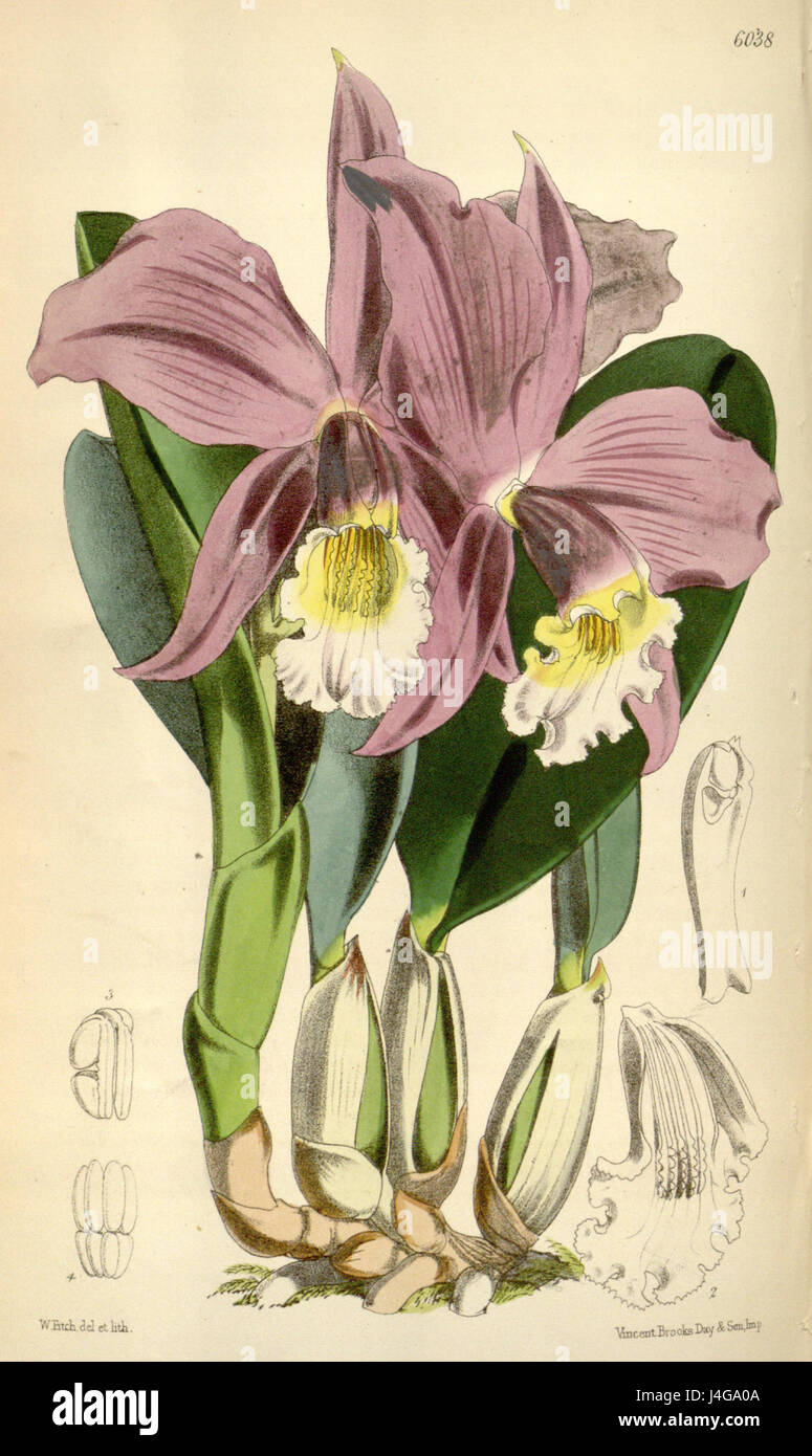Sophronitis jongheana, früher bekannt als Laelia jongheana, ist eine Orchideenart, die im Botanical Magazine von Curtis dargestellt wird und ihre botanischen Details und Klassifikationen zeigt. Stockfoto