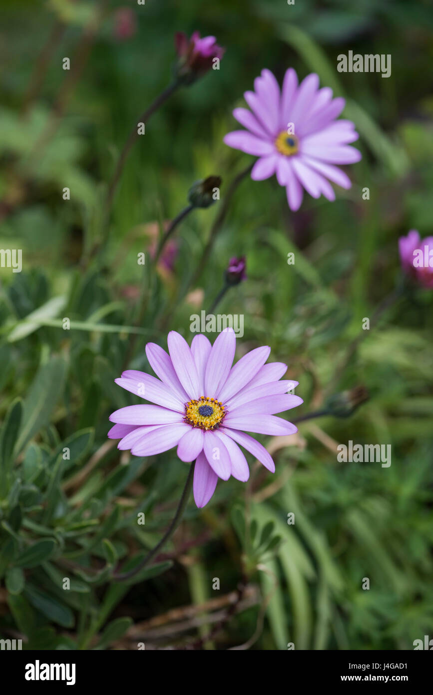 Rosa Osteospermum. African Daisy Blume Stockfoto