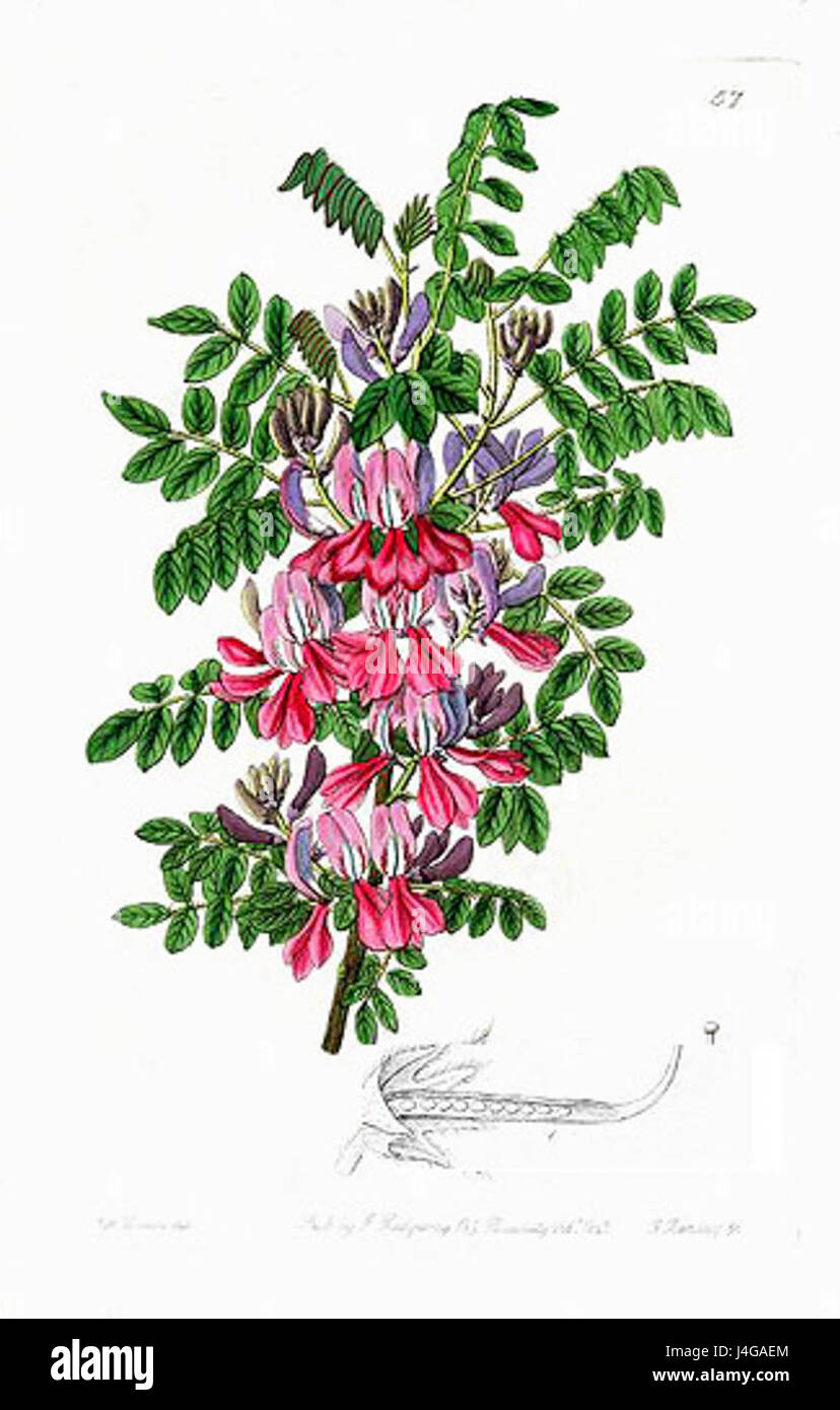 Sydenham Edwards war ein englischer Naturforscher und botanischer Illustrator, der für seine Arbeiten über Pflanzenarten bekannt war und mit detaillierten Illustrationen zur wissenschaftlichen Erforschung der Flora beitrug. Stockfoto