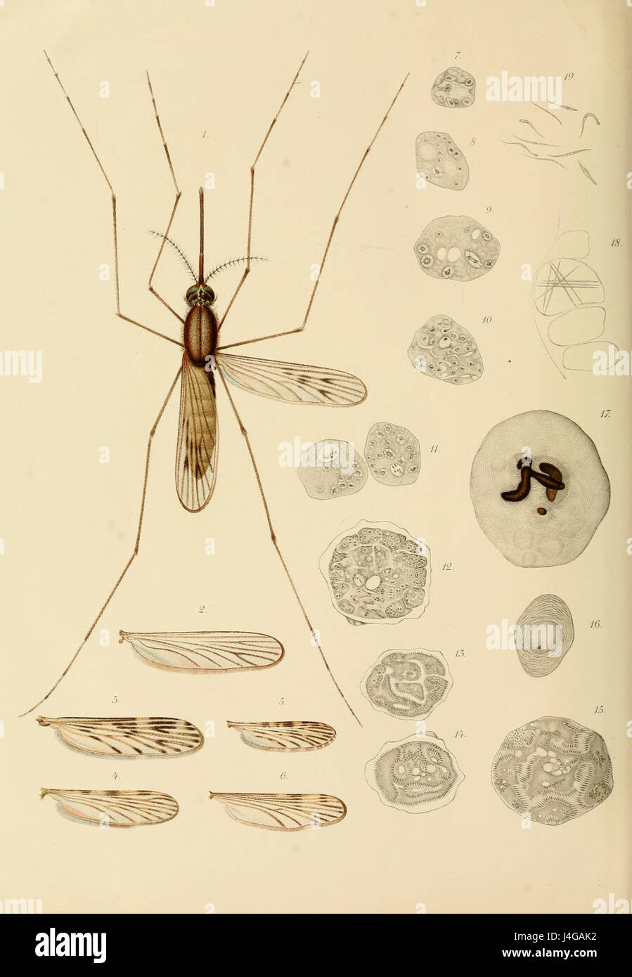 Studi di Uno Zoologo Sulla Malaria plate5a Stockfoto