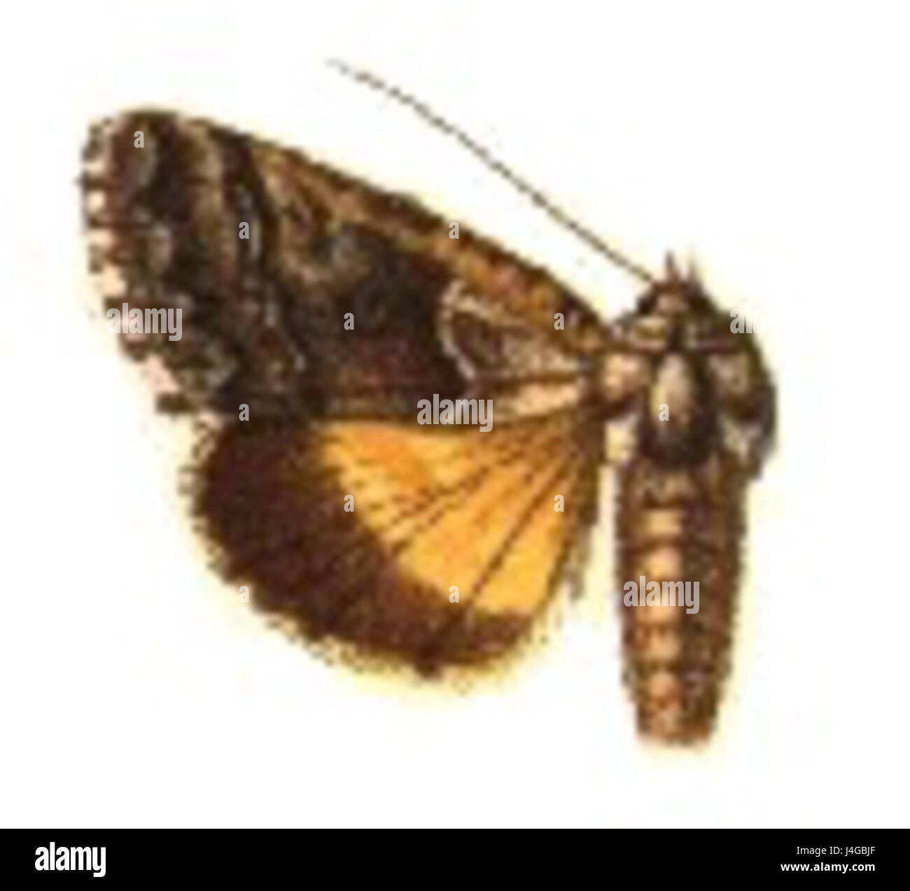 Syngrapha excelsa ist eine Art von Motten aus der Familie der Noctuidae. Sie kommt in verschiedenen Regionen vor und ist bekannt für ihr unverwechselbares Aussehen und ihre Habitatpräferenzen. Die Motte spielt eine Rolle in lokalen Ökosystemen als Bestäuber und Beute für andere Arten. Stockfoto