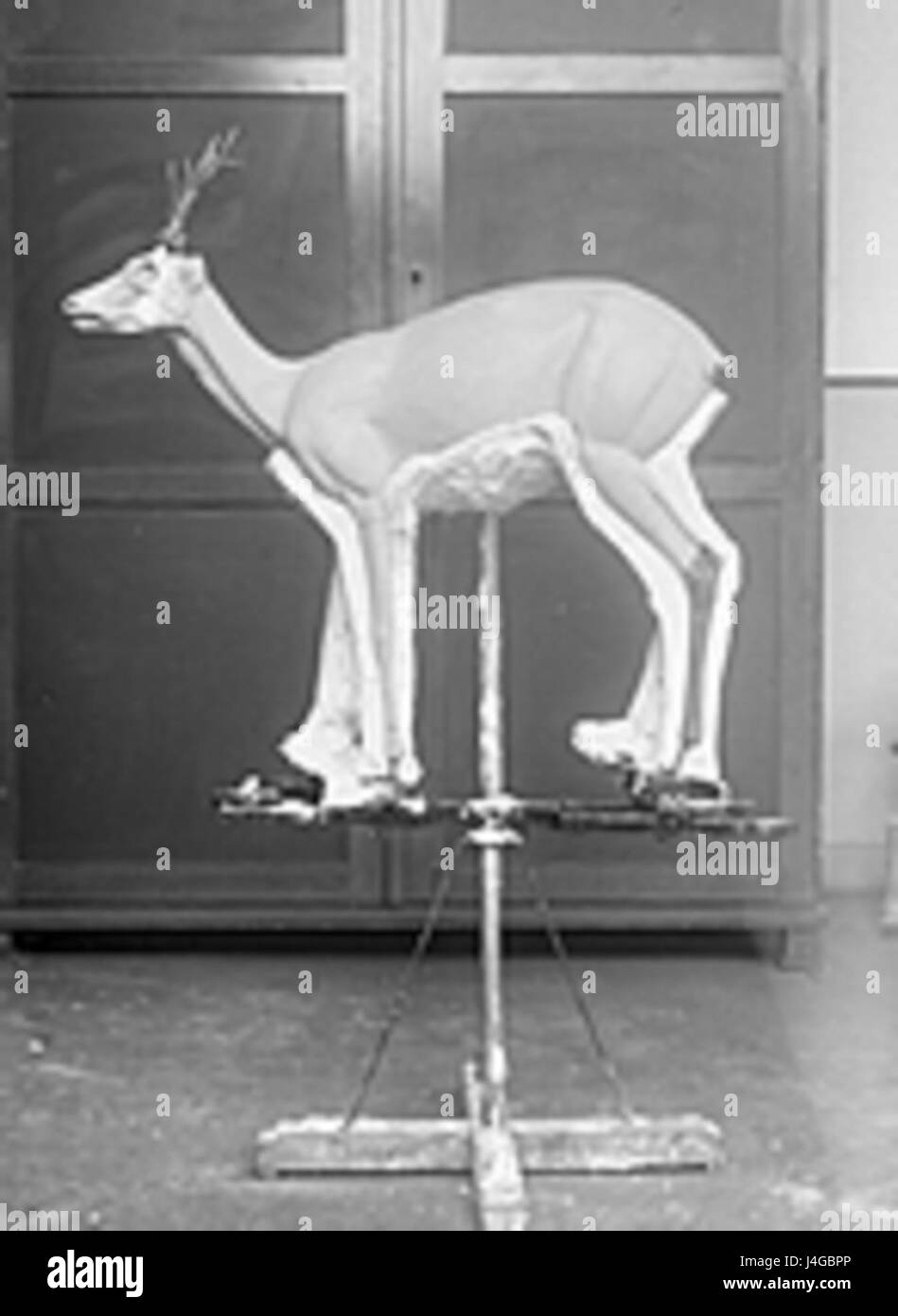 Taxidermie fg07 bezieht sich auf ein Präparat, das ein erhaltenes Tiermodell zu Bildungs- oder Ausstellungszwecken zeigt. Taxidermie ist die Praxis, Tiere durch montierte oder lebensechte Darstellungen zu erhalten, die in der Regel in Museen oder für wissenschaftliche Studien verwendet werden. Stockfoto