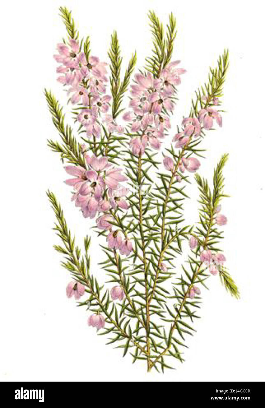 Tetratheca pilosa Lemaire ist eine Art blühender Pflanzen, die in Australien vorkommt. Er ist bekannt für seine kleinen, rosa-violetten Blüten und seine Rolle in der lokalen Flora. Stockfoto