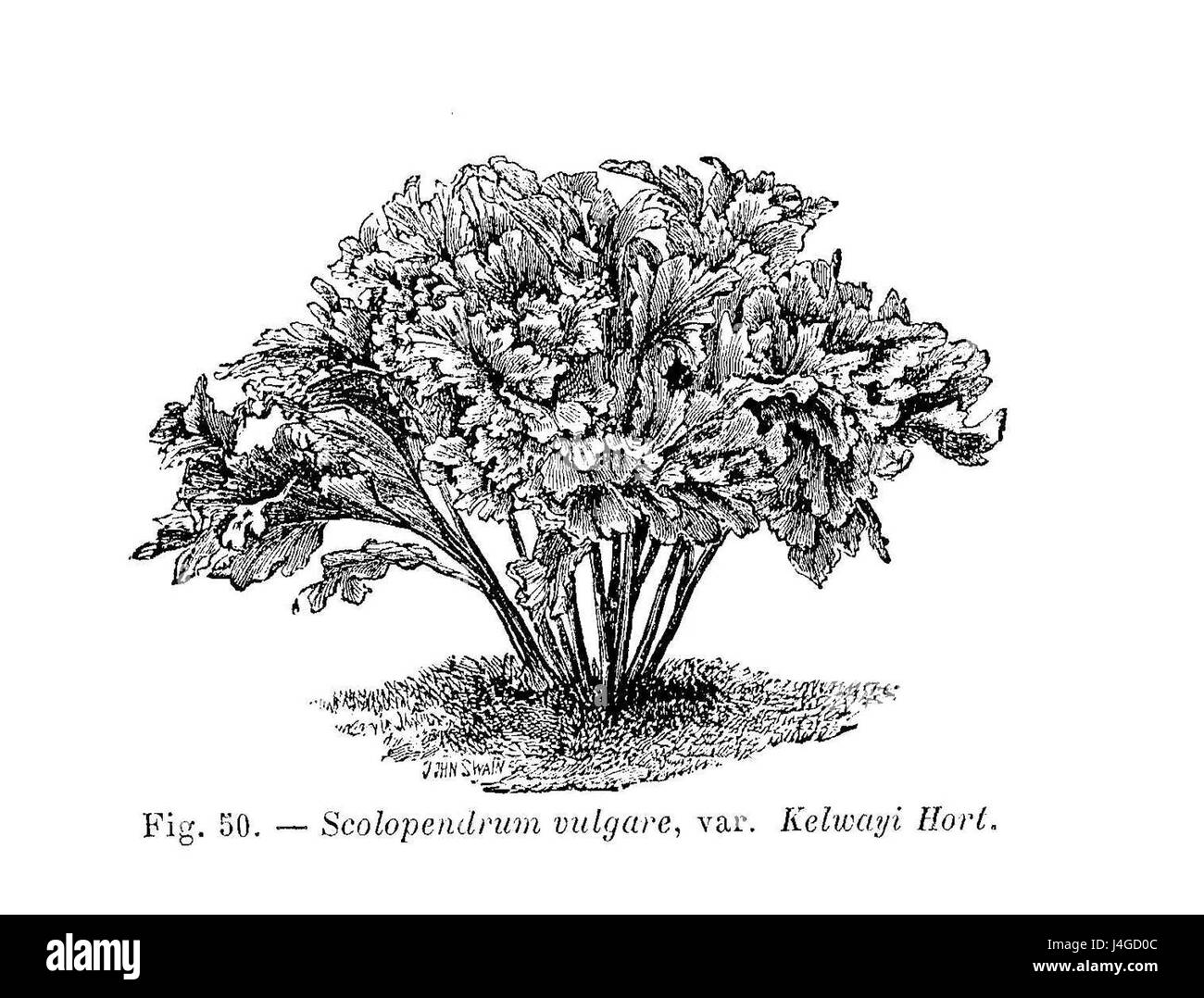 Scolopendrium vulgare, auch bekannt als hartâ-Zunge-Farn, ist eine mehrjährige Pflanzenart. Dieser Farn ist bekannt für seine charakteristischen, langen, schmalen Blätter und kommt typischerweise in gemäßigten Wäldern und schattigen Umgebungen vor. Stockfoto