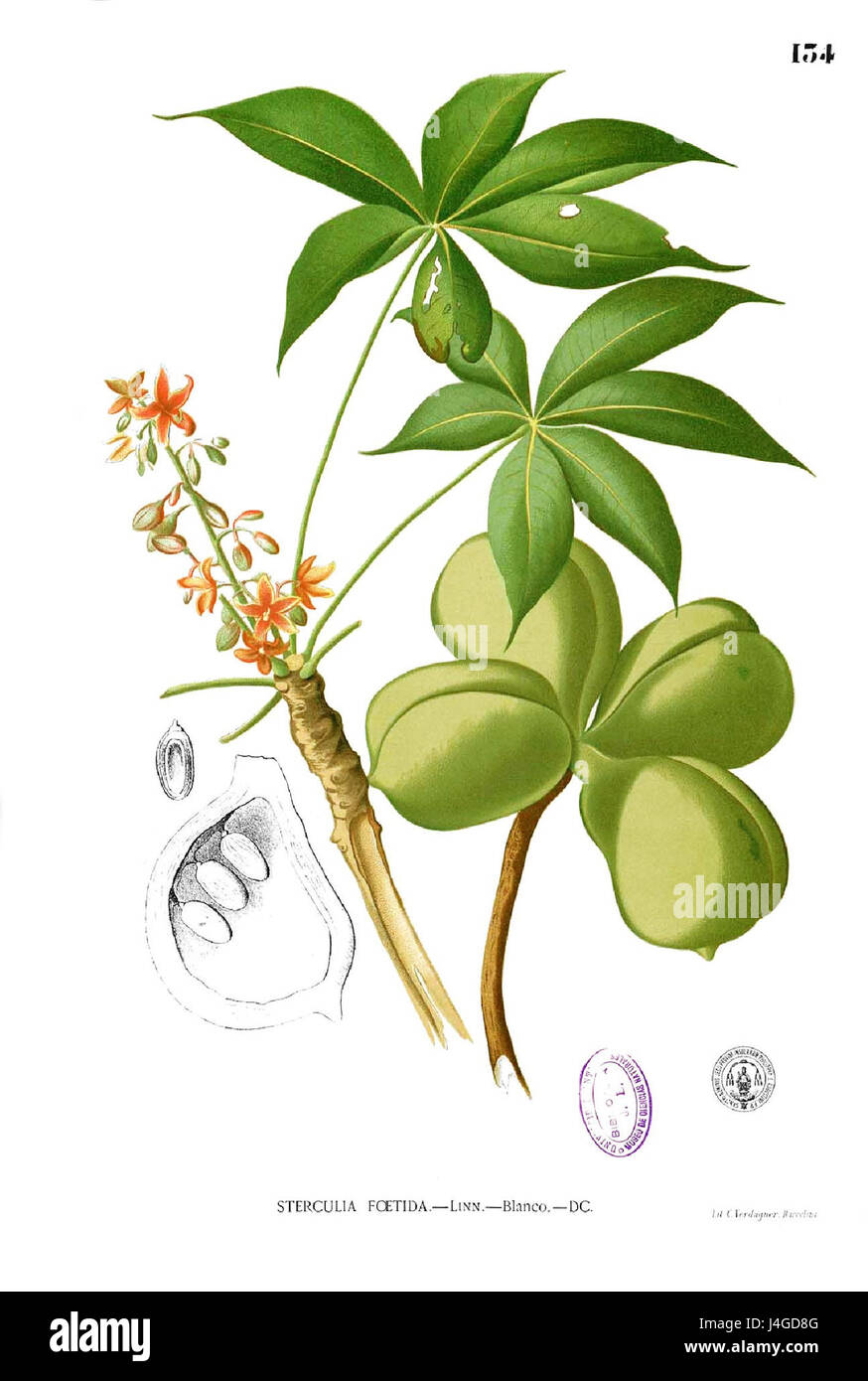 Sterculia Foetida Blanco1.134 Stockfoto