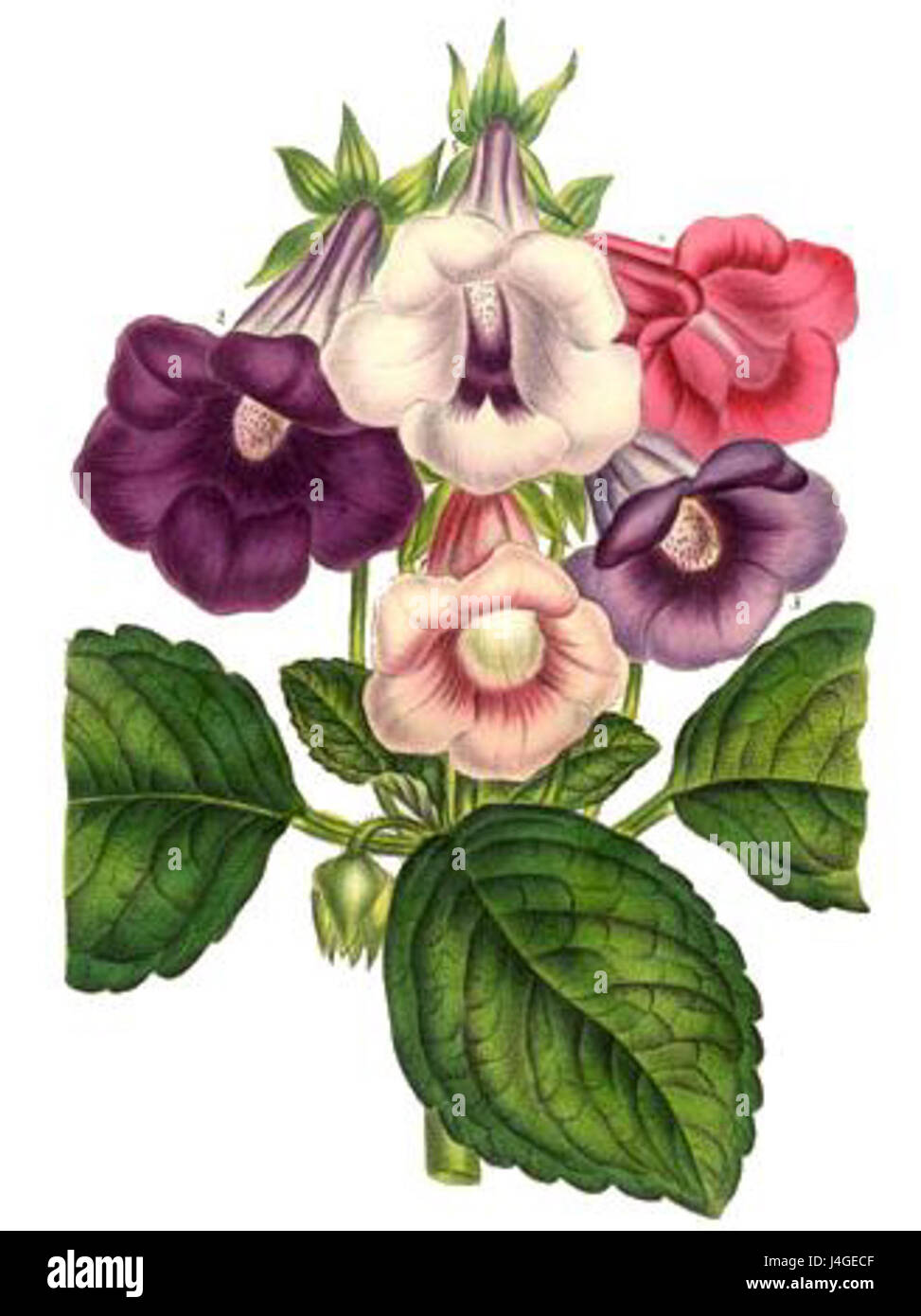 Sinningia speciosa, allgemein bekannt als Gloxinia, ist eine blühende Pflanzenart aus Brasilien. Bekannt für ihre lebendigen Blumen und ihre dekorative Anziehungskraft, wird sie weithin als Zimmerpflanze angebaut. Stockfoto