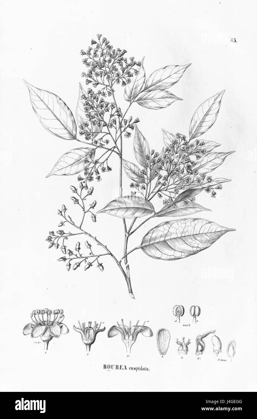 Rourea cuspidata ist eine blühende Pflanzenart aus der Familie der Connaraceae. Sie ist in tropischen Regionen beheimatet, häufig in Wäldern und tropischen Landschaften zu finden und wird wegen ihrer ökologischen Rolle in ihrem natürlichen Lebensraum geschätzt. Stockfoto