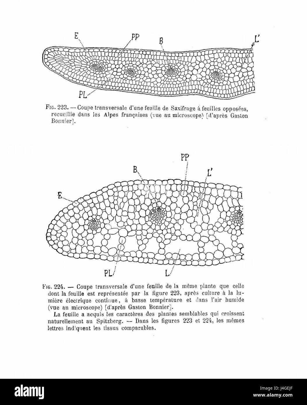 Saxifraga oppositifolia ist eine Pflanzenart aus der Familie der Saxifragaceae, die durch ihre einzigartigen Anpassungen eine besondere Blattstruktur und ein bedeutendes botanisches Interesse aufweist. Stockfoto