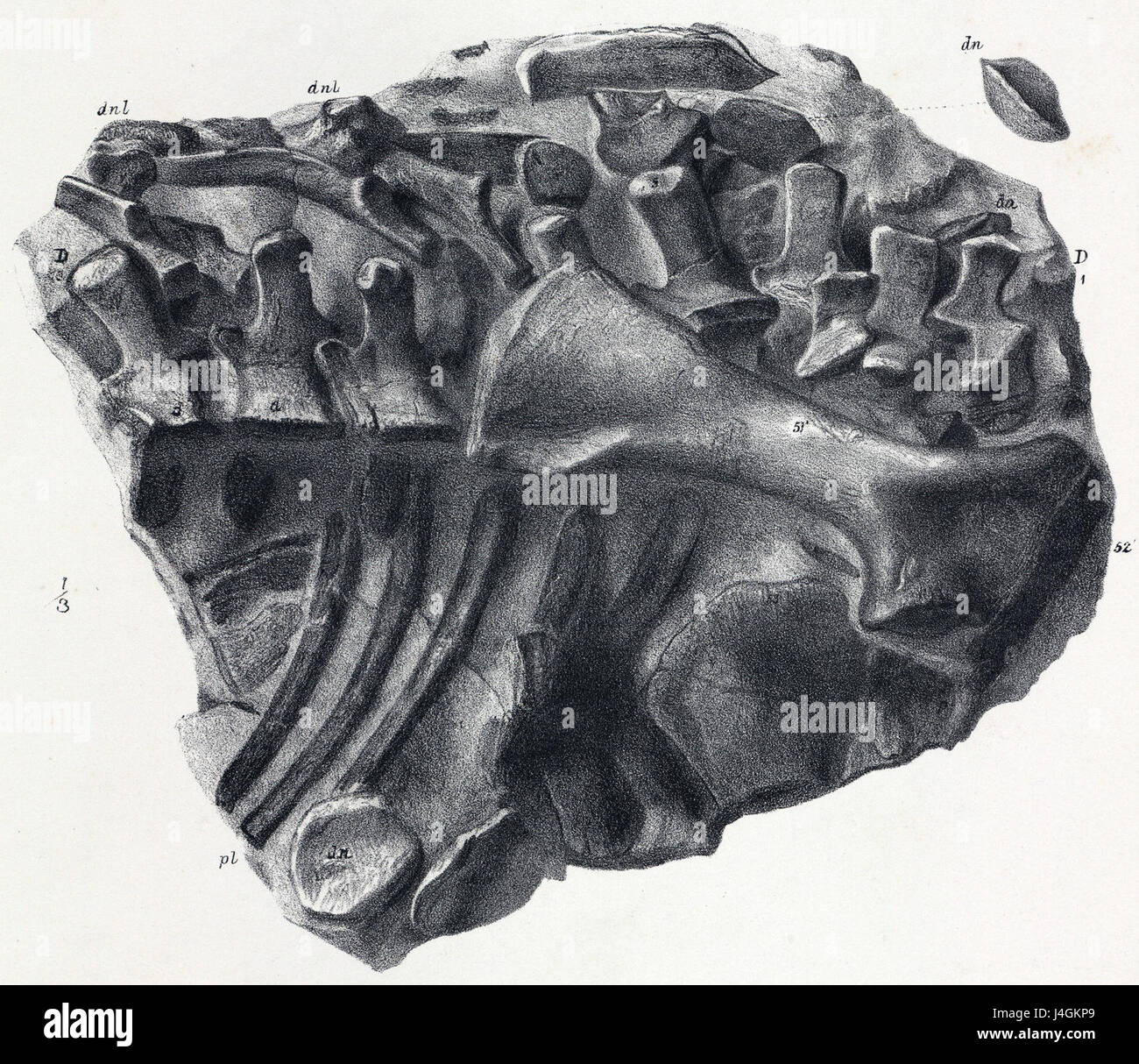 Der Scelidosaurus thorax bezieht sich auf die Thoraxregion des Scelidosaurus, eines pflanzenfressenden Dinosauriers aus der Frühjura. Er ist bekannt für seinen gepanzerten Körper und seine charakteristischen Merkmale in paläontologischen Studien. Stockfoto