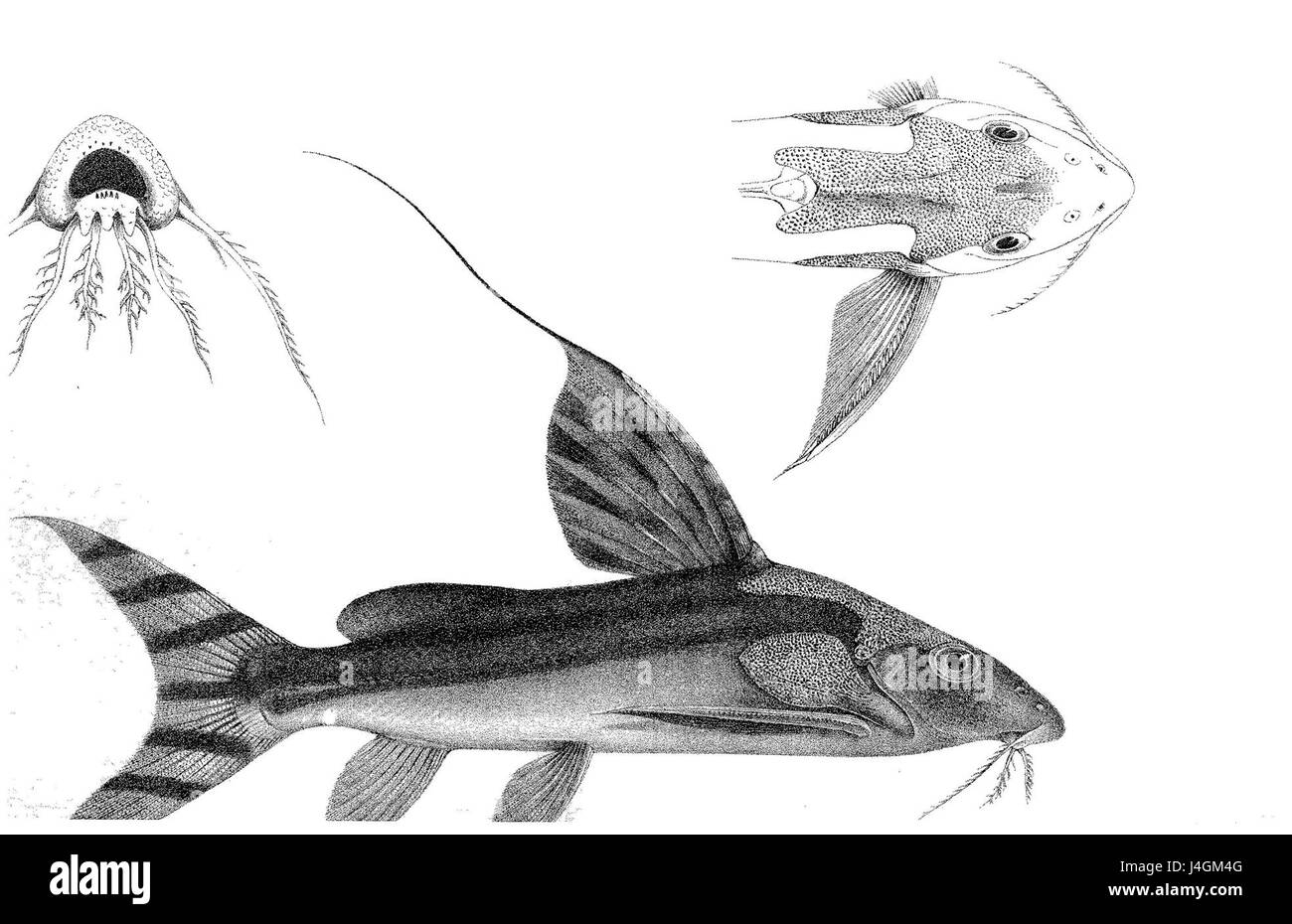 Synodontis decora ist eine Art von Welsen, die in den Flüssen Zentralafrikas vorkommt. Bekannt für seine unverwechselbaren Muster und sein auffälliges Aussehen, ist es im Aquarienhandel wegen seiner Schönheit und einzigartigen Eigenschaften beliebt. Stockfoto