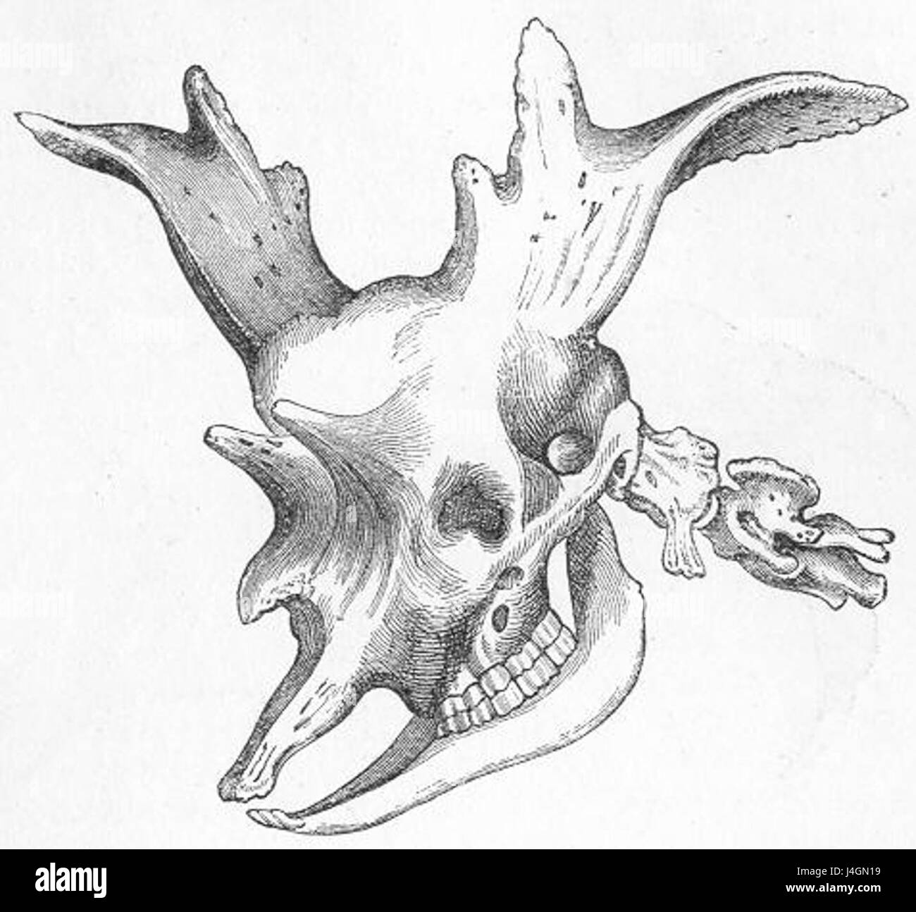 SivatheriumSkull Stockfoto