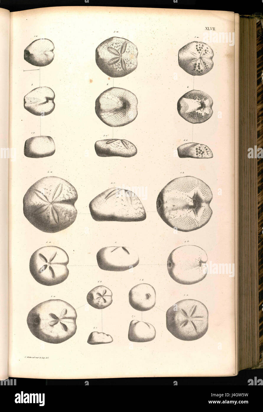 Eine Illustration mit dem Titel „Tafel 047“, die sich wahrscheinlich auf eine detaillierte wissenschaftliche oder botanische Platte bezieht, die komplizierte visuelle Details zeigt. Stockfoto