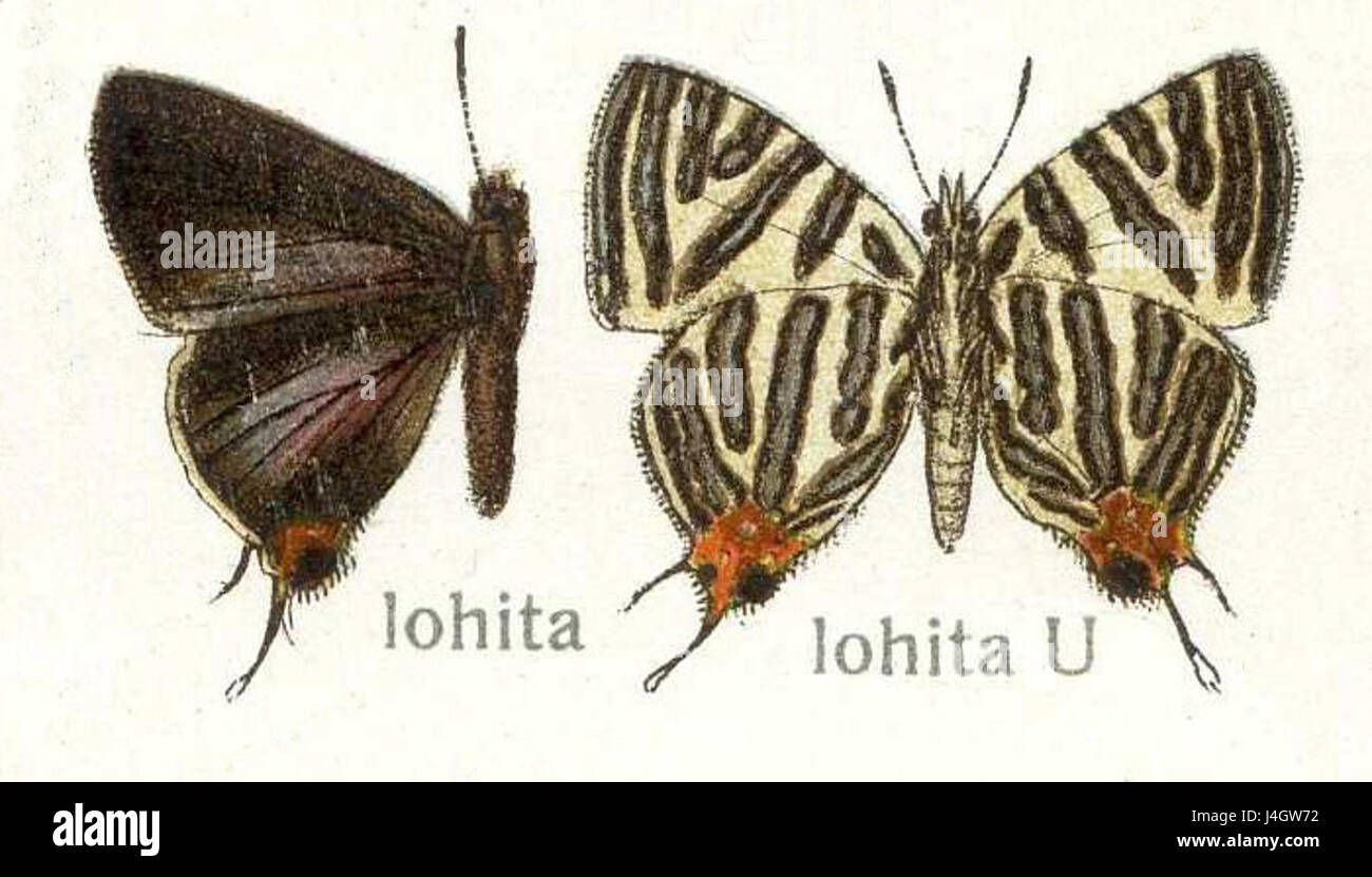 Spindasis lohita Stockfoto