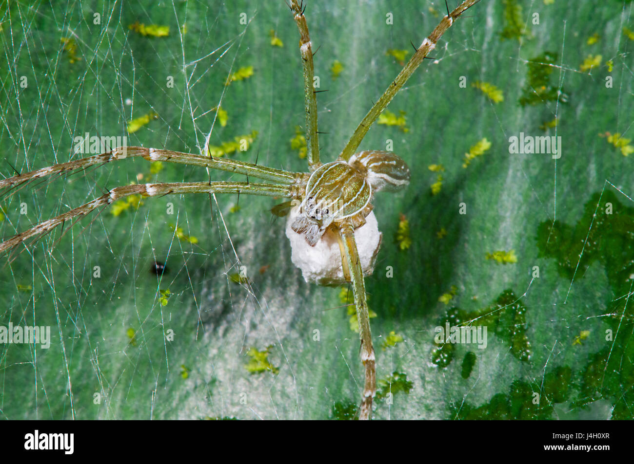 Wasserspinne (Hygropoda Lineata), sitzt auf seiner Ei-Sac, Far North Queensland, FNQ, QLD, Australien Stockfoto