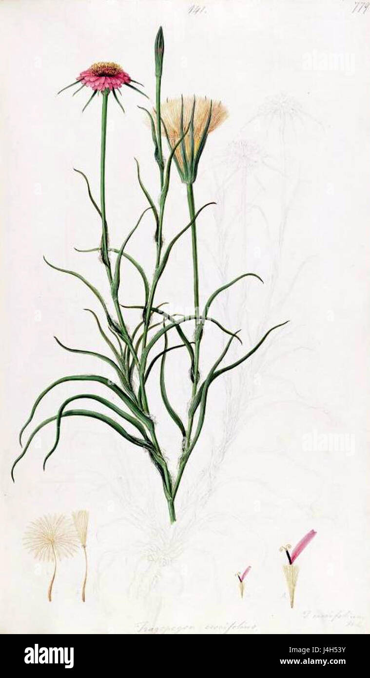 T.crocifolius Flora Graeca 1 Stockfoto