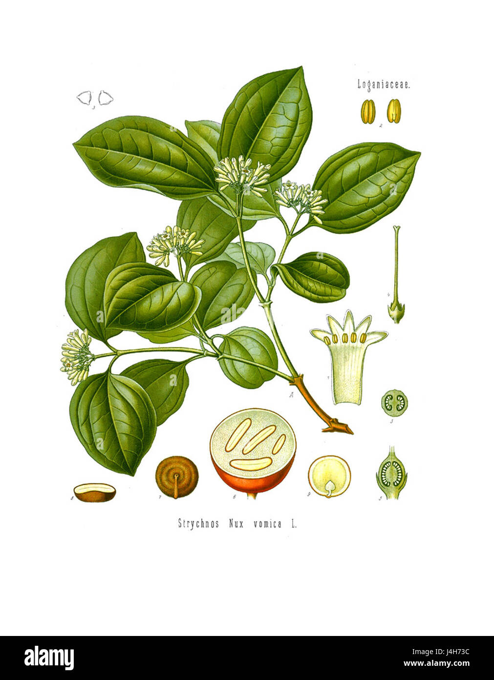 Dieses Bild zeigt Strychnos nux vomica, eine Pflanzenart, die für ihre toxischen Eigenschaften bekannt ist. Die Illustration ist wahrscheinlich Teil einer botanischen Arbeit von Koehler, die die Merkmale der plantâ veranschaulicht. Stockfoto