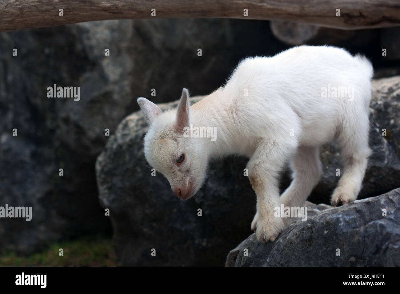 Junge weiße Baby Ziege unter grauen Felsen. Stockfoto