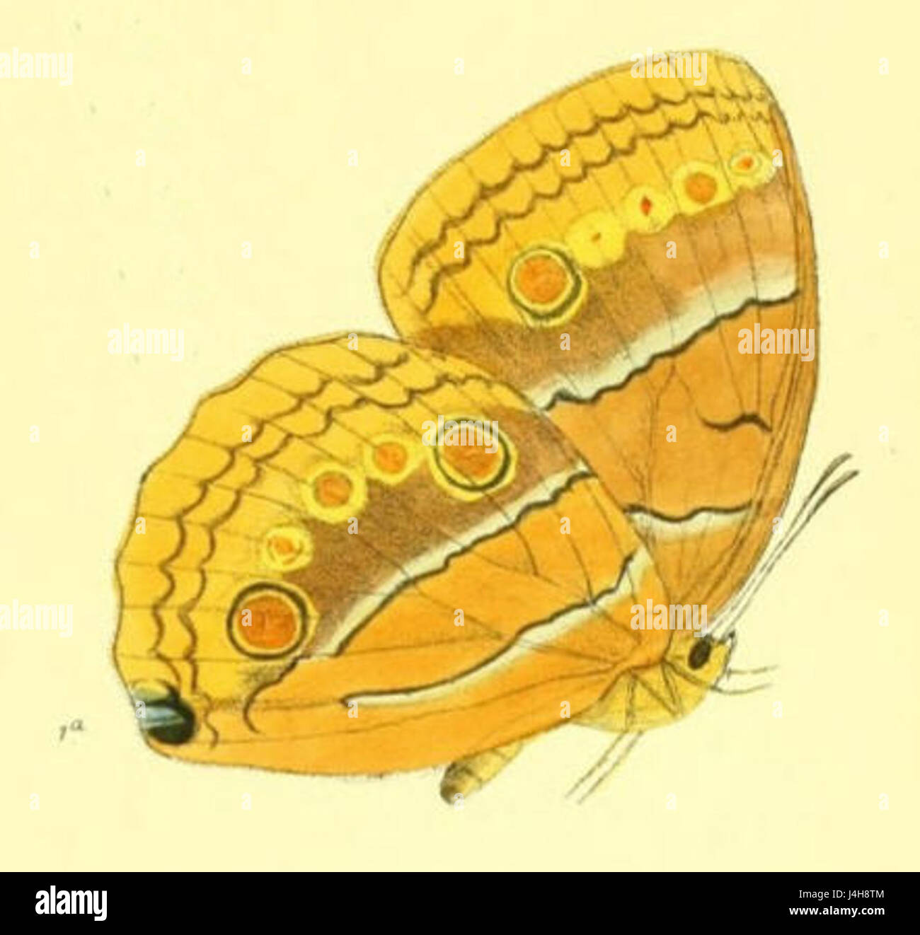 „Stichophthalama Nurinissa 161 1a“ bezieht sich auf eine historische oder botanische Darstellung, die wahrscheinlich die Art „Stichophthalama“ oder eine bestimmte Pflanze oder Organismus aus einem wissenschaftlichen Text oder naturgeschichtlichen Aufzeichnungen darstellt. Stockfoto
