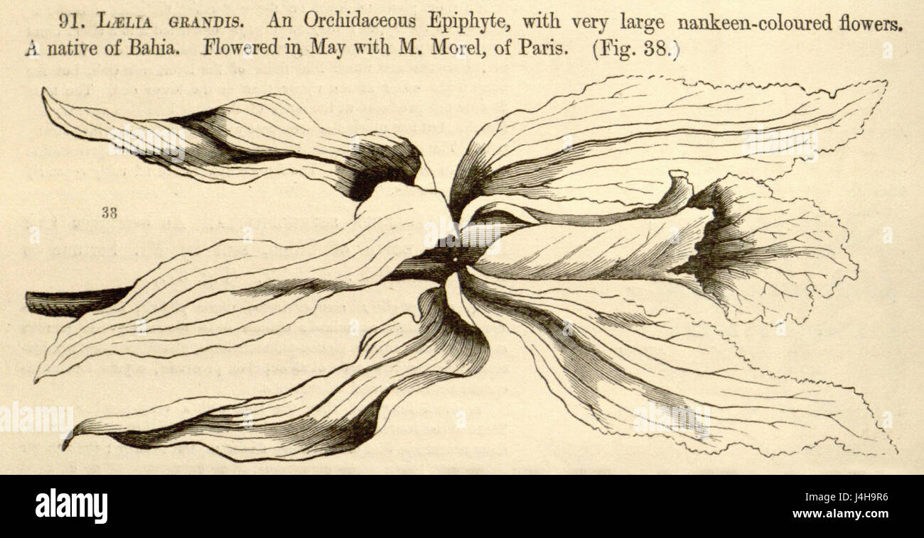 Die Illustration aus Paxtons Blumengarten (1853) zeigt Sophronitis grandis, früher als Laelia grandis klassifiziert, und zeigt die detaillierten Merkmale der orchidâ in einer botanischen Studie. Stockfoto