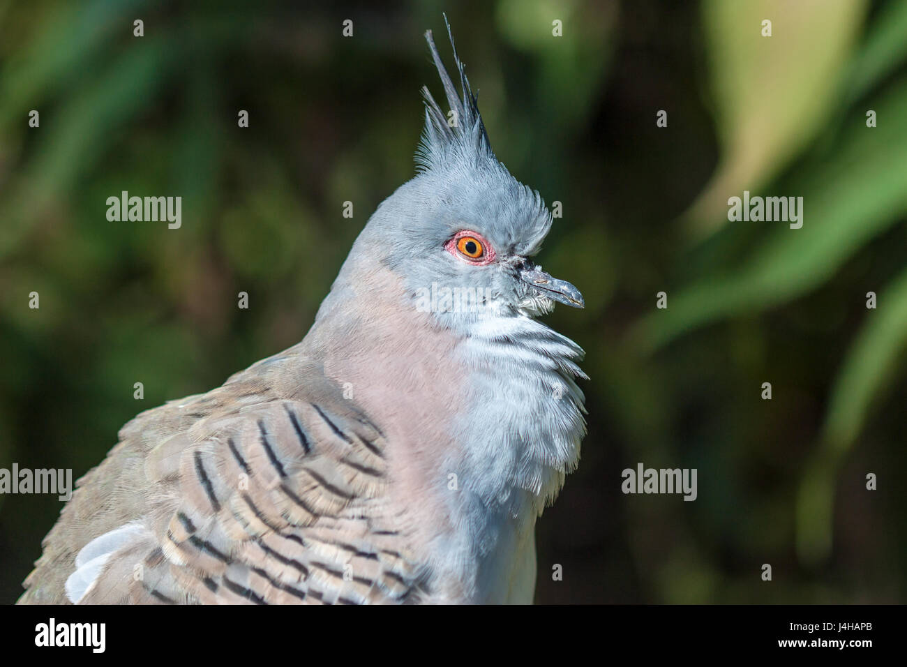 Nahaufnahme einer Crested pigeon (ocyphaps lophotes). Stockfoto
