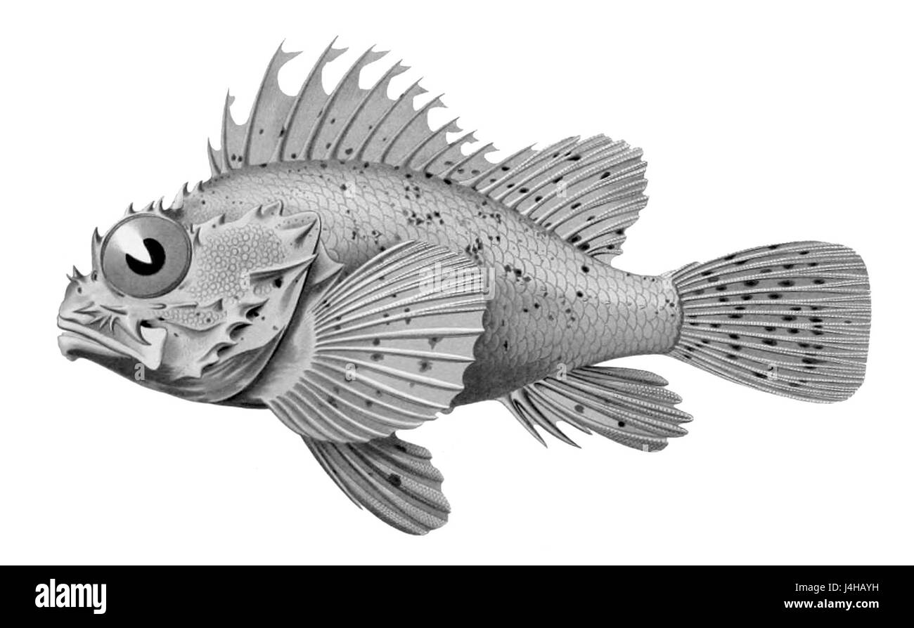 Scorpaena notata1 Stockfoto