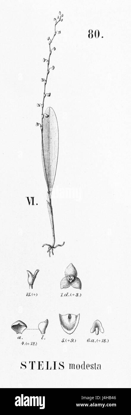 Eine Illustration von *Stelis modesta*, einer Orchideenart, aus der *Flora brasiliensis*, die ihre botanischen Merkmale hervorhebt. Stockfoto