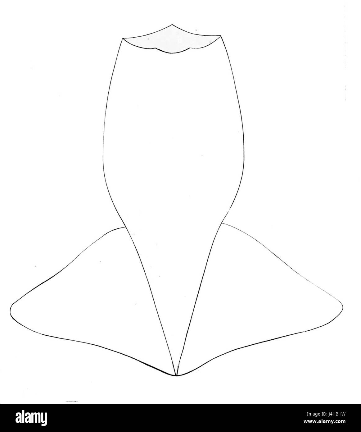 Der Mantel des Sthenoteuthis pteropus, allgemein bekannt als der Glaskalmar, ist ein Schlüsselmerkmal seiner Anatomie. Diese Tintenfischart ist bekannt für ihren lichtdurchlässigen, gelatinösen Körper und seine charakteristischen, großen Augen, die oft in der Meeresbiologie studiert werden. Stockfoto