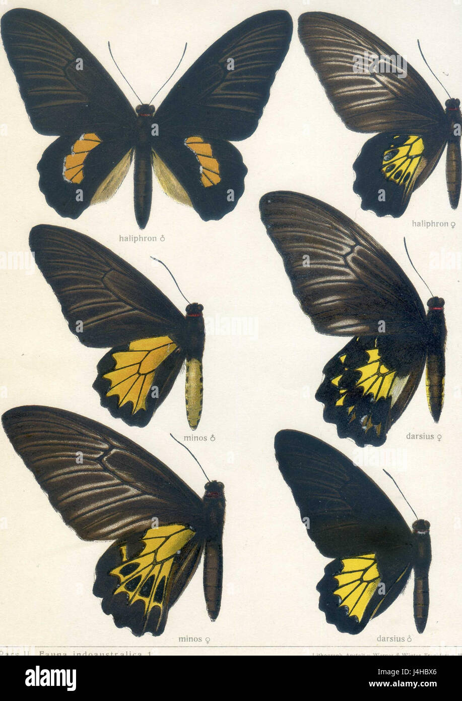 Dieser Titel bezieht sich auf eine Platte aus der Serie „Fauna Indo Australica“ von Seitz, ein wichtiges Werk in der zoologischen Illustration, das die Tierwelt aus der indo-australischen Region darstellt. Stockfoto