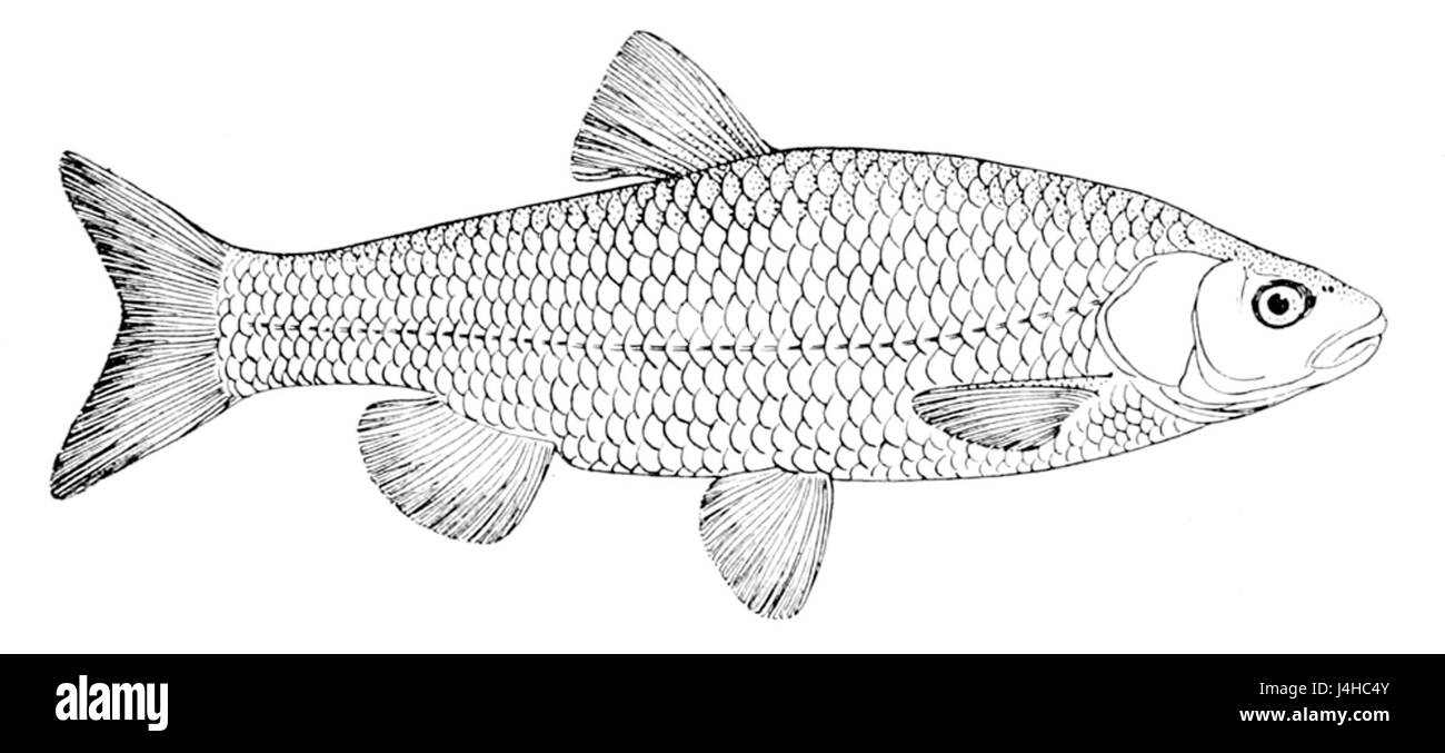 Squalius cephalus, auch bekannt als Europäischer Chub, ist eine Art von Süßwasserfischen, die in ganz Europa und Teilen Asiens vorkommt. Er kommt häufig in Flüssen und Seen vor, bekannt für seine Anpassungsfähigkeit an verschiedene Wasserbedingungen und seine Bedeutung für lokale Ökosysteme. Stockfoto