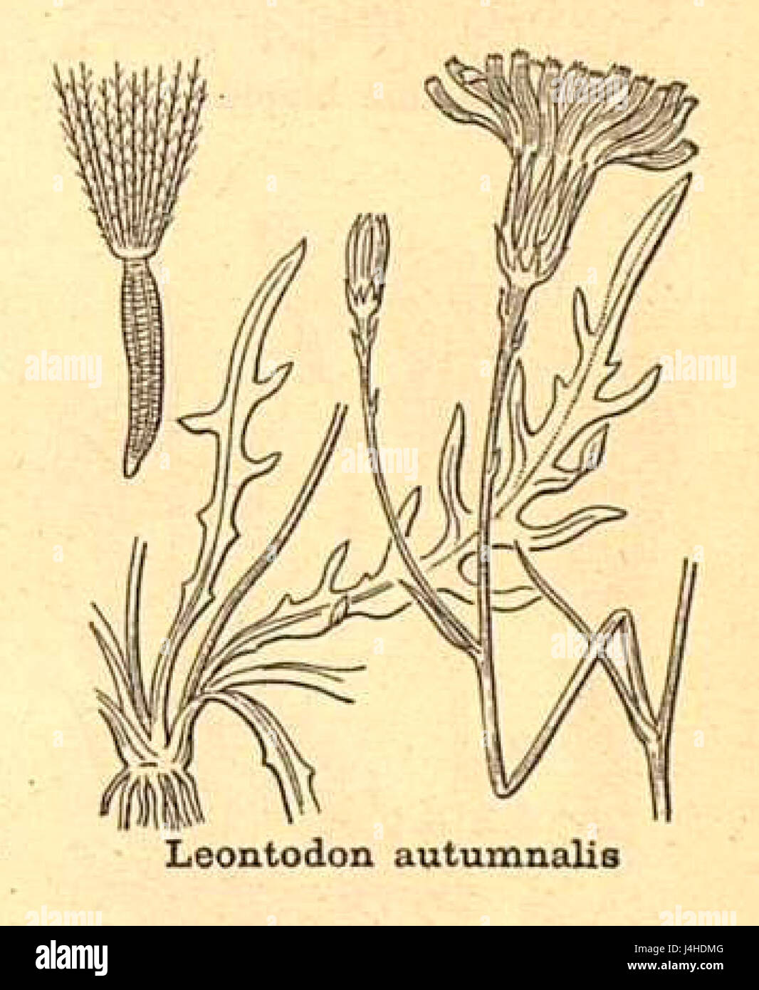 Scorzoneroides autumnalis Stockfoto