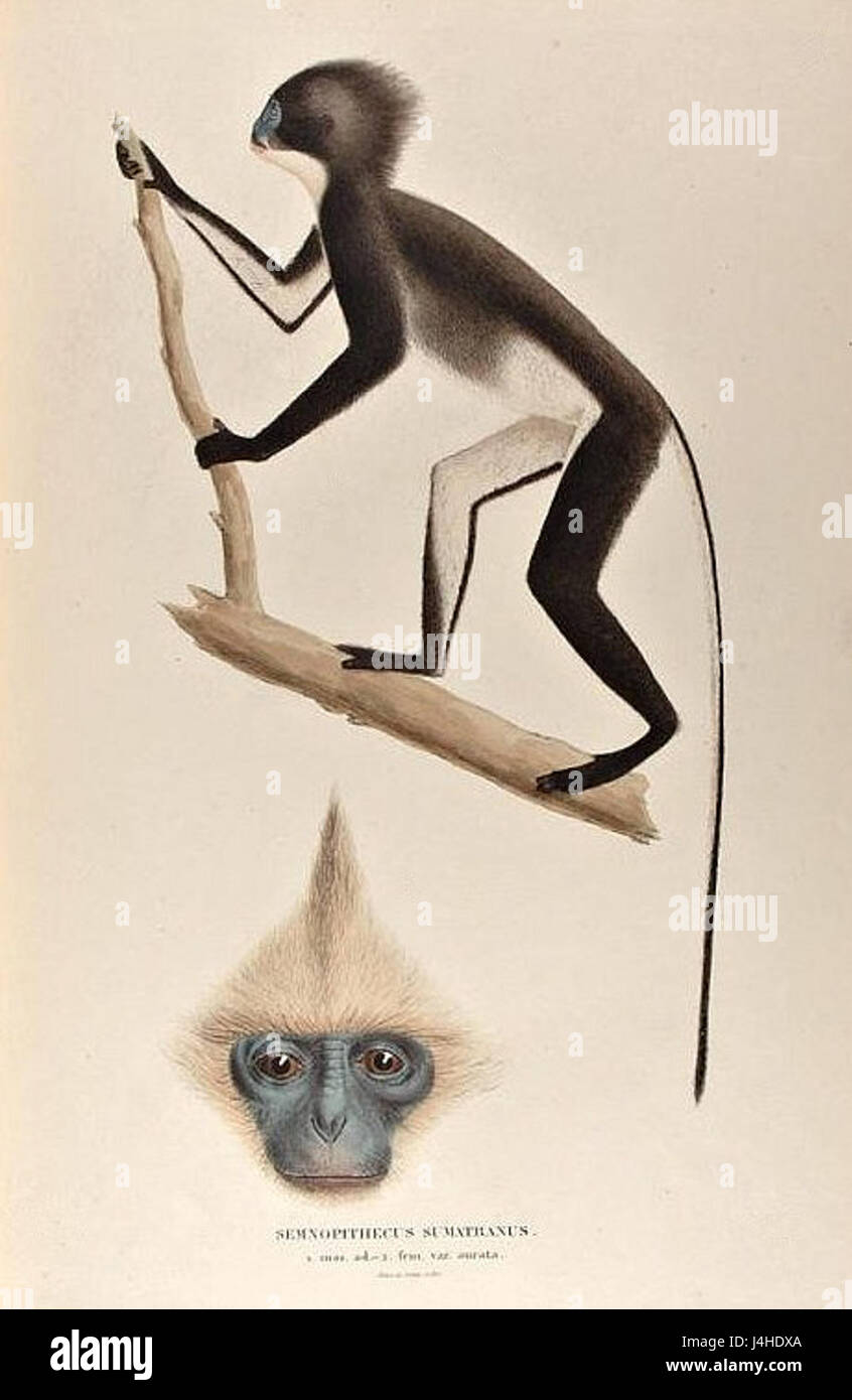Semnopithecus sumatranus Stockfoto