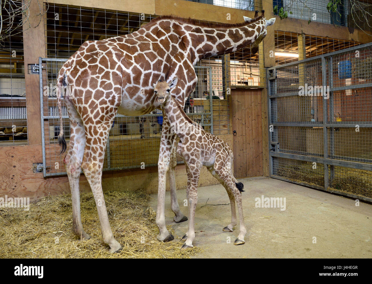 Eine Baby-Giraffe über Nacht mit seiner Mutter Genny auf Noahs Ark Zoo Farm in Wraxall, North Somerset geboren wurde. Stockfoto Eine Baby-Giraffe über Nacht mit seiner Mutter Genny auf Noahs Ark Zoo Farm in Wraxall, North Somerset geboren wurde. Stockfoto