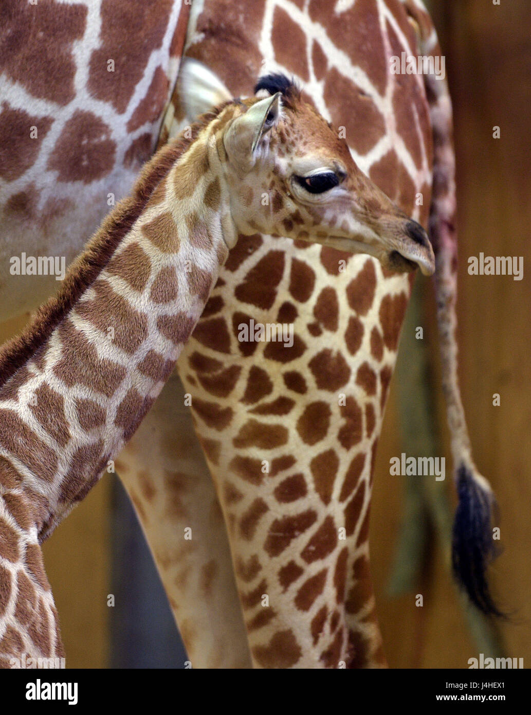 Eine Baby-Giraffe über Nacht mit seiner Mutter Genny auf Noahs Ark Zoo Farm in Wraxall, North Somerset geboren wurde. Stockfoto Eine Baby-Giraffe über Nacht mit seiner Mutter Genny auf Noahs Ark Zoo Farm in Wraxall, North Somerset geboren wurde. Stockfoto