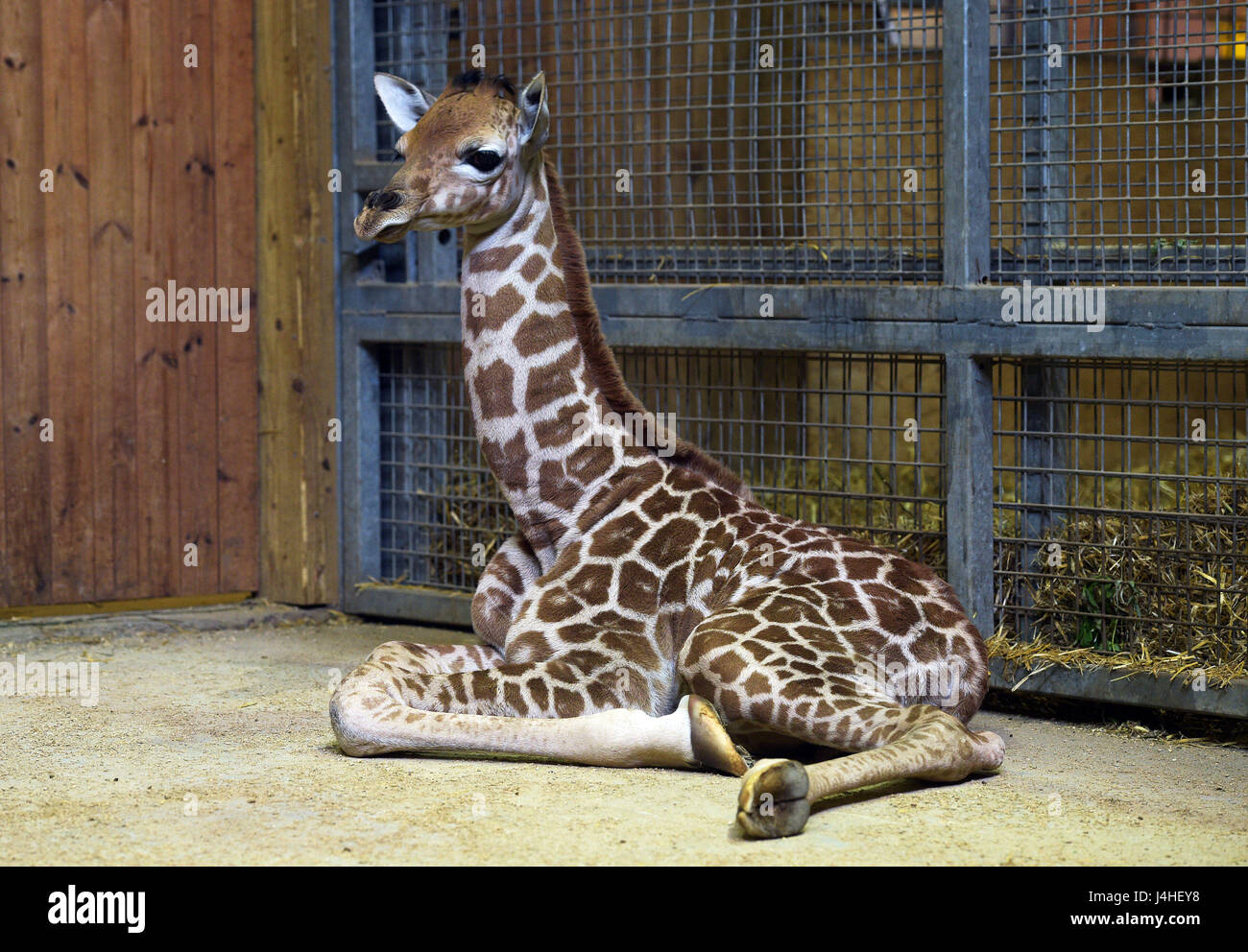 Eine Baby-Giraffe über Nacht mit seiner Mutter Genny auf Noahs Ark Zoo Farm in Wraxall, North Somerset geboren wurde. Stockfoto Eine Baby-Giraffe über Nacht mit seiner Mutter Genny auf Noahs Ark Zoo Farm in Wraxall, North Somerset geboren wurde. Stockfoto
