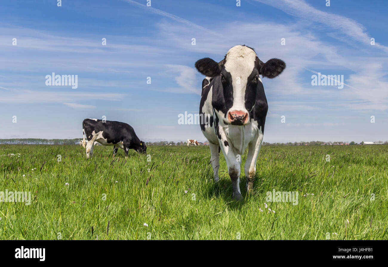Niederländische Holstein Kuh stehend auf der grünen Wiese Stockfoto