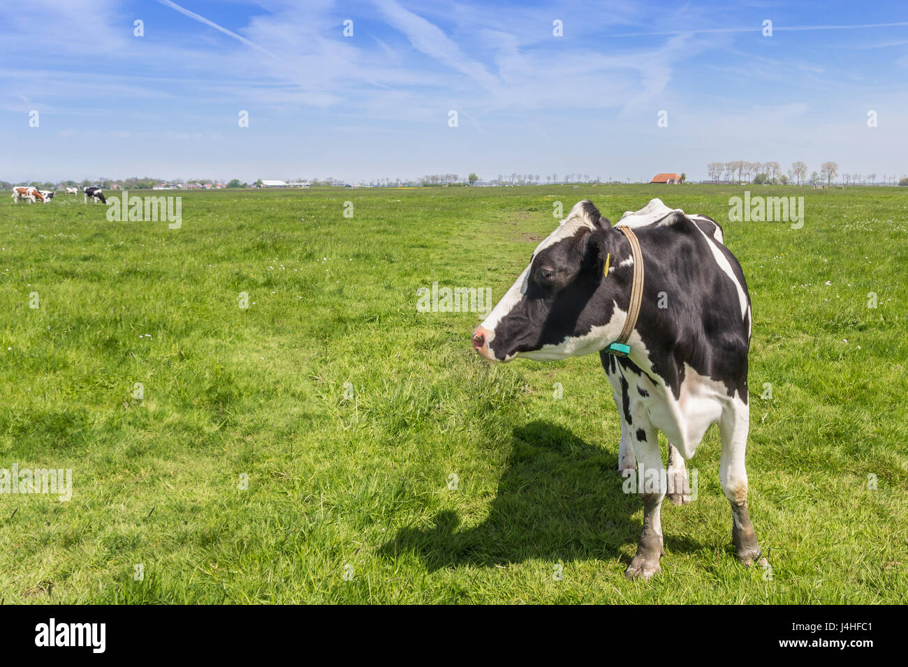 Niederländische Holstein Kuh in das Ackerland in der Nähe von Groningen, Holland Stockfoto