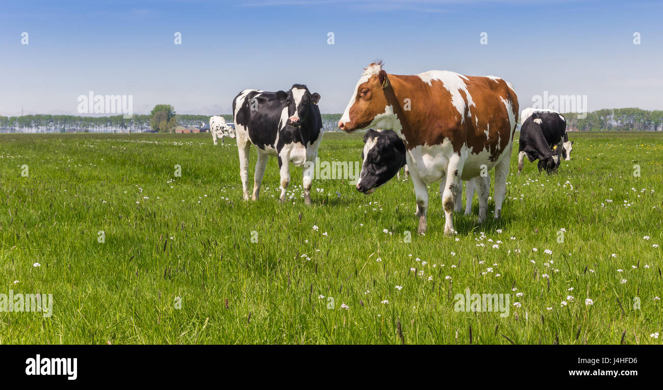 Panorama von rot braun und schwarz / weiß Holstein Kühe Stockfoto