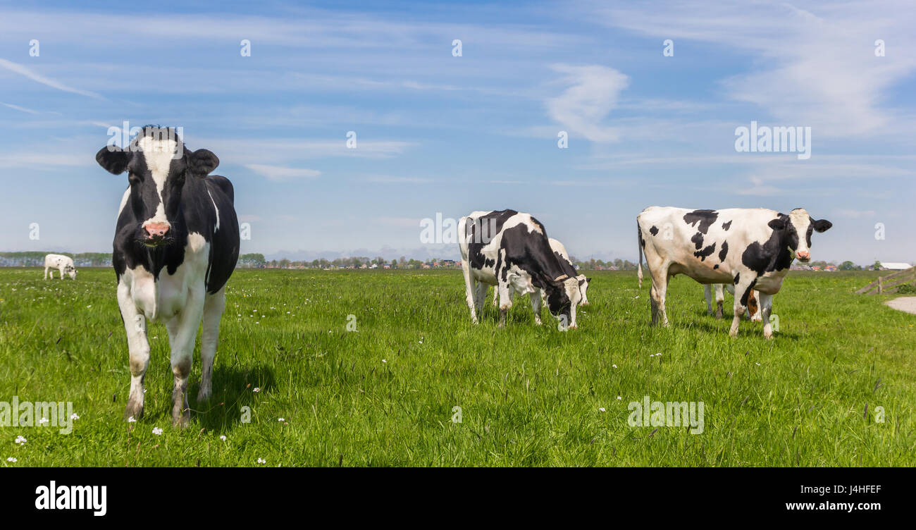 Panorama von Schwarz und weiß Holstein Kühe Stockfoto