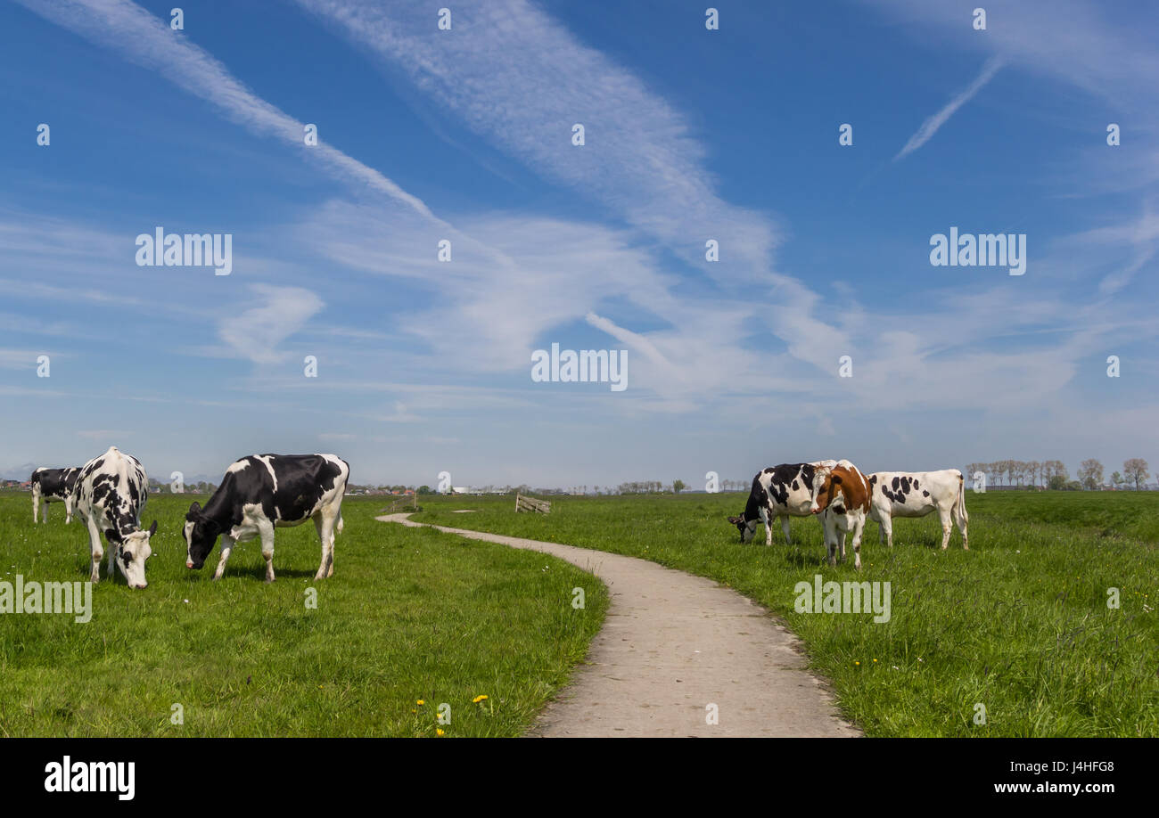 Radweg durch Farmland mit Kühen in den Niederlanden Stockfoto