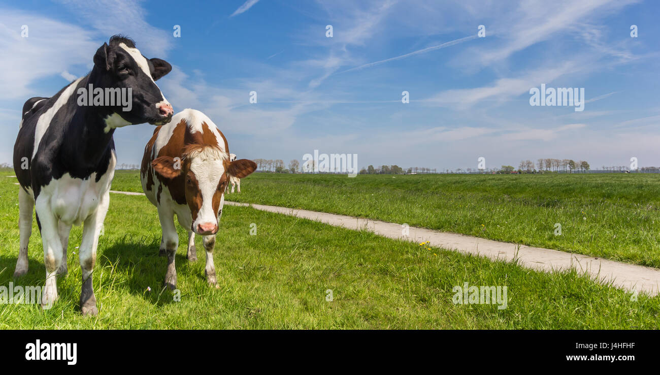 Panorama von zwei Holstein-Kühen auf einer Wiese in der Nähe von Groningen, Holland Stockfoto