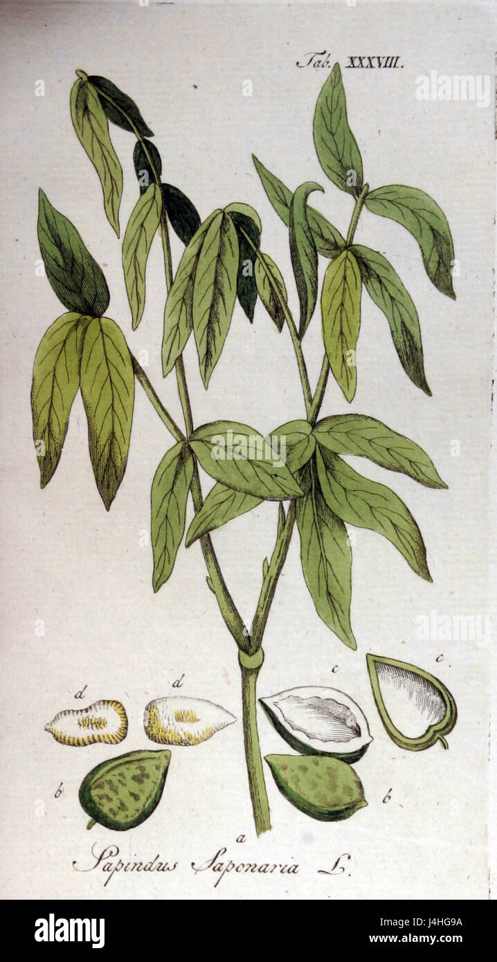 Sapindus saponaria, auch bekannt als Seifenbeerbaum, ist eine tropische Baumart, die für ihre Früchte bekannt ist und Saponine enthält, natürliche Verbindungen, die bei der Seifenherstellung verwendet werden. Es kommt in verschiedenen Regionen vor und findet Anwendung in der traditionellen Medizin und Reinigung. Stockfoto
