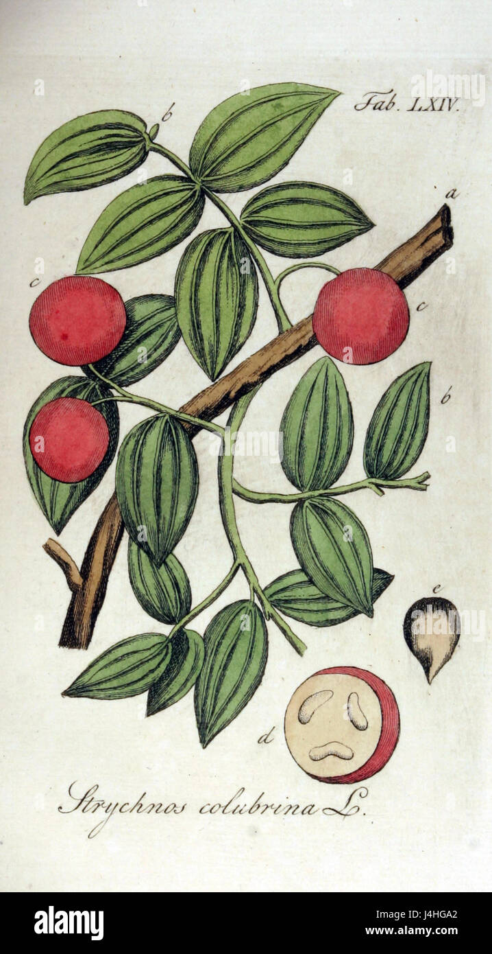 Strychnos Colubrina Ypey64 Stockfoto