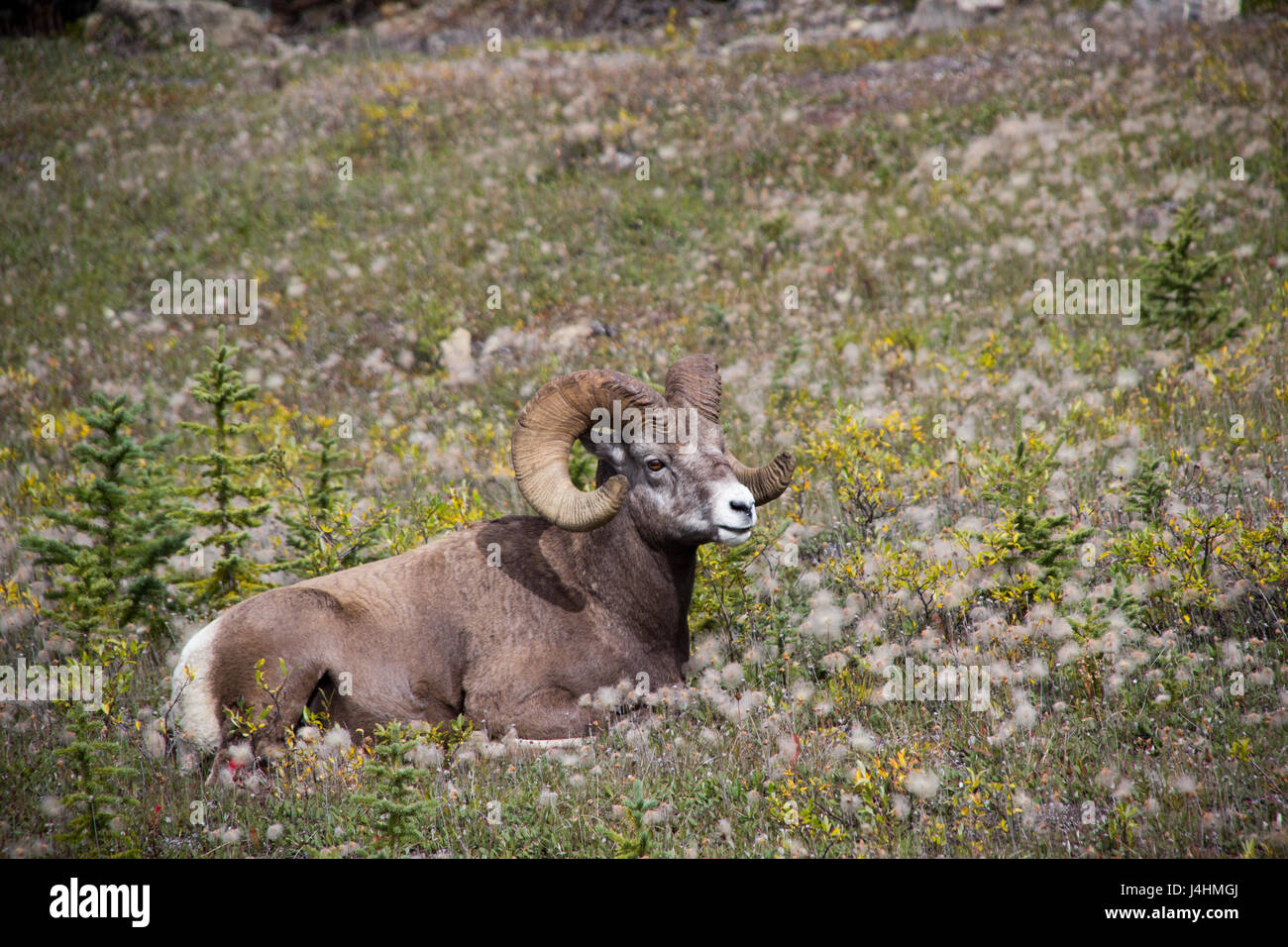 Bighorn Schafe gesehen im Banff National Park Stockfoto