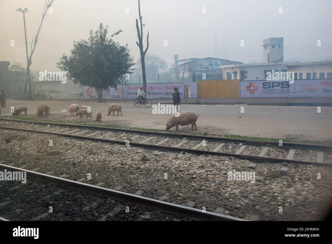 Blick auf Schweine Weiden entlang des Zuges verfolgt in Ludhiana, Indien. Stockfoto