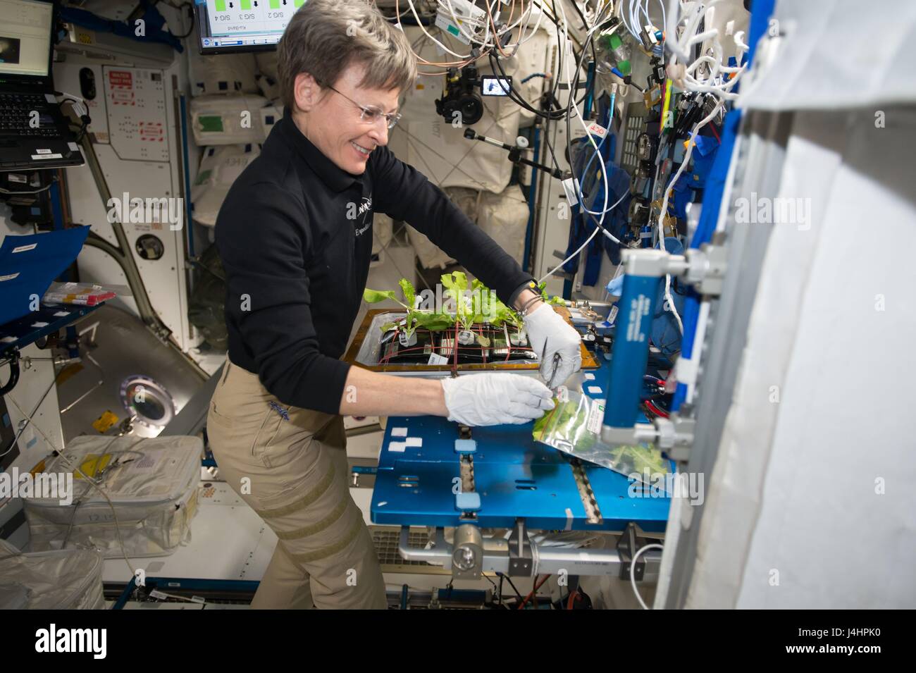 NASA International Space Station Expedition 50 erstklassige Crew Mitglied Astronaut Peggy Whitson erntet Gemüse Gemüse-03 in der Harmonie der ISS-Modul 17. Februar 2017 in der Erdumlaufbahn.     (Foto von der NASA über Planetpix) Stockfoto