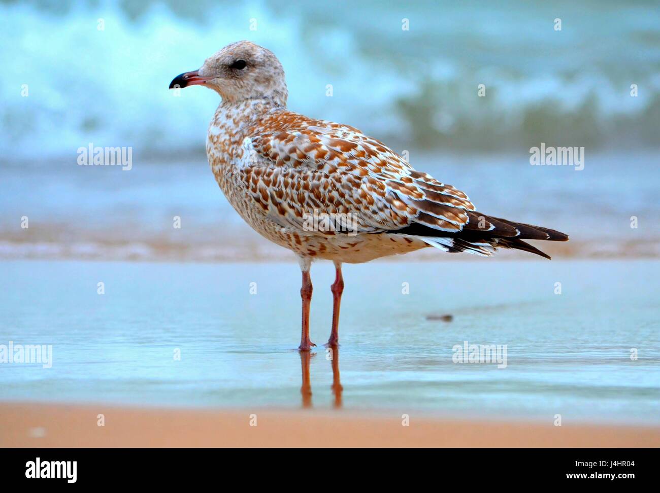 Möwe in Indiana Dunes Stockfoto