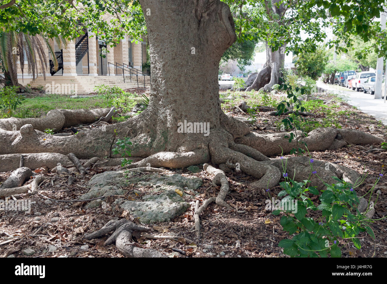 Kapok-Baum (Ceiba Pentandra), auch bekannt als die Seide Baumwolle oder Java Baumwolle Baum wie in Key West, Florida zu sehen. Stockfoto