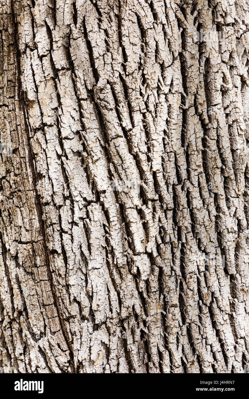 Nahaufnahme der Rinde auf großen alten Pappel Baum; Salida; Colorado; USA Stockfoto