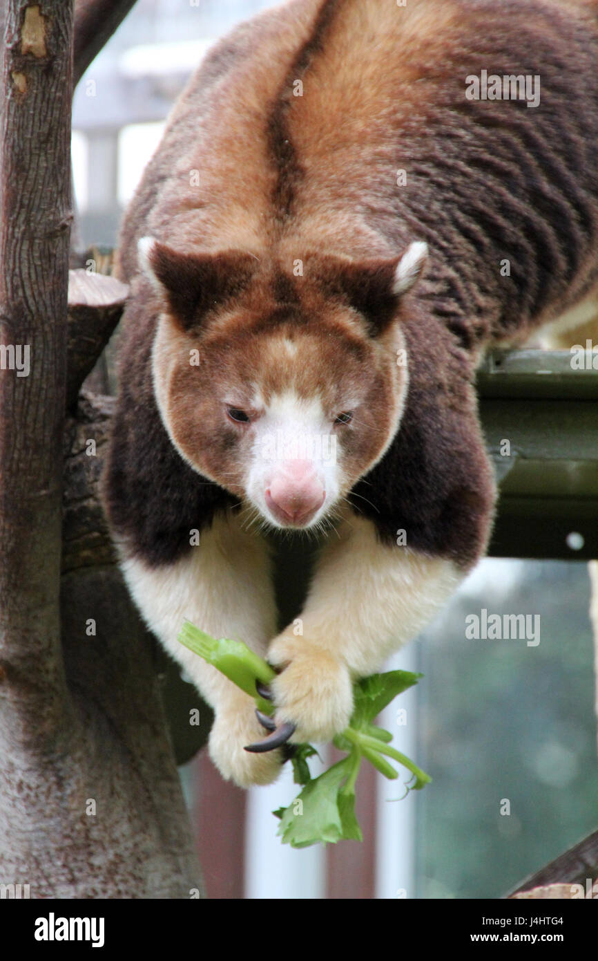 Baumkänguru hängen und das Festhalten an Vegetation. Stockfoto